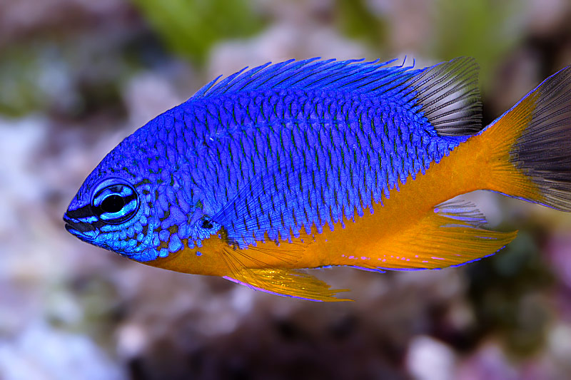 Saltwater Aquarium Starter Fish Best Living Home Inspiration