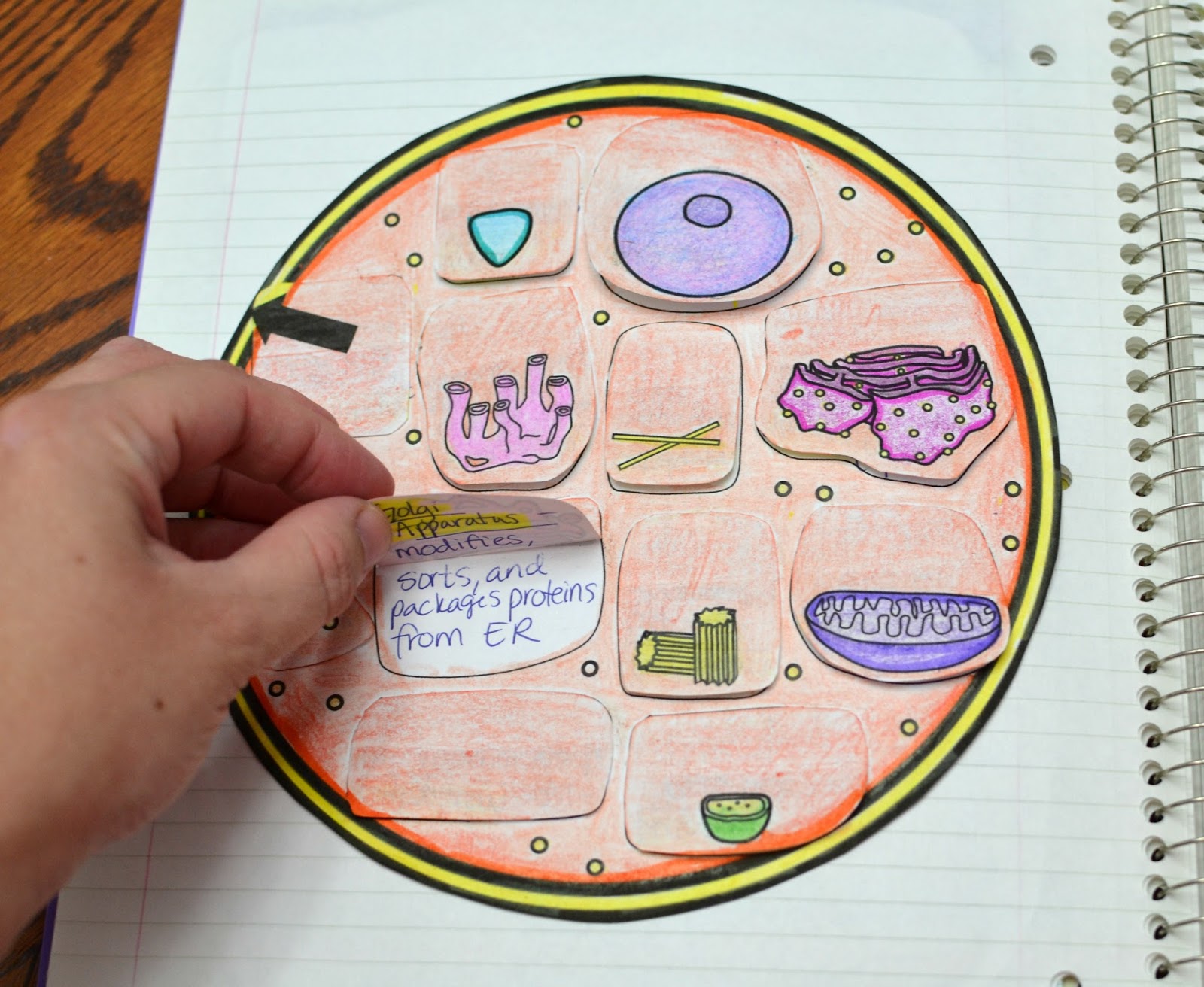 science interactive notebook cells math in demand meiosis mitosis venn diagram