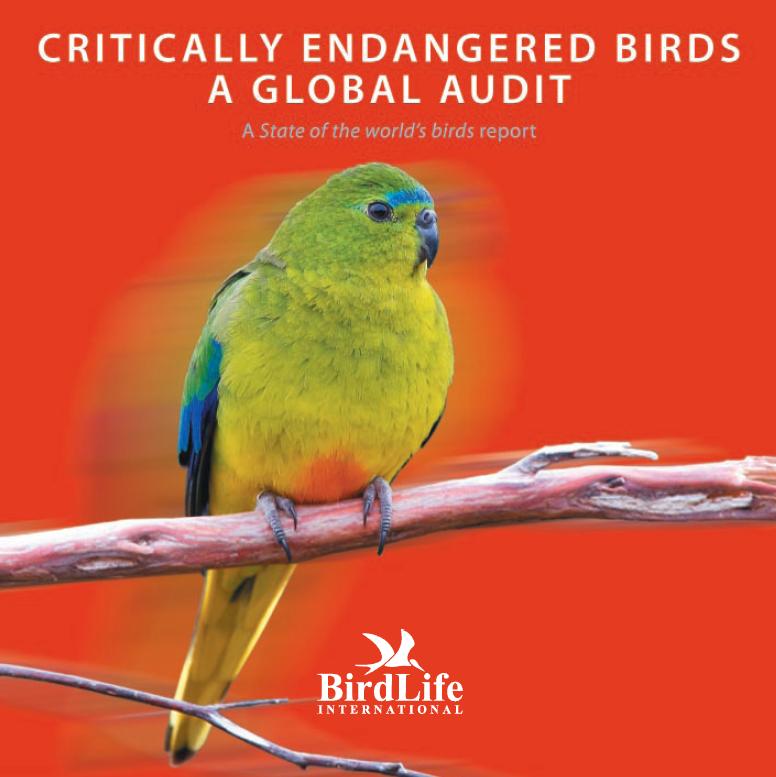 Bird In Everything Endangered Birds List