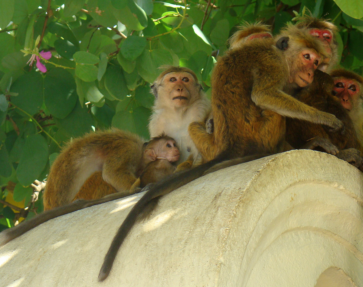 DiscoverSriLanka SRI LANKA MONKEYS