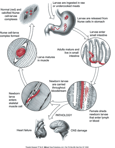 Trichinella fejlődési ciklus. Tartalomjegyzék