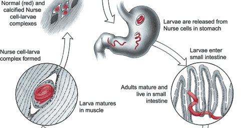 trichinosis ciklus