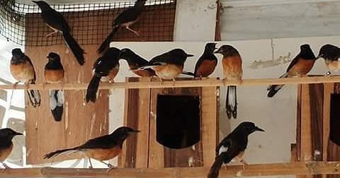 Kisaran Harga Jual Beli Burung Murai Batu Terbaru Update Januari