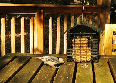 White-breasted Nuthatch, September 10, 2016, 10:05:28 AM