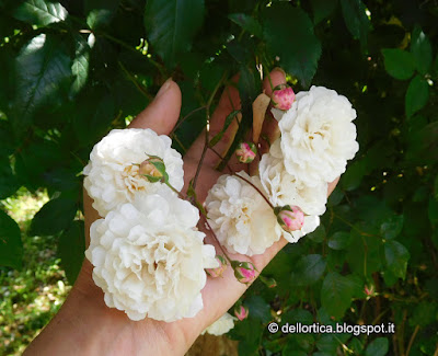 Rosa nel giardino della fattoria didattica dell ortica a Savigno Valsamoggia Bologna vicino a Zocca nell appennino