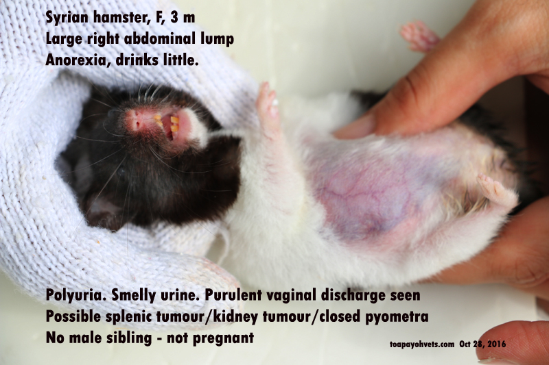 2010vets 2952. A 3monthold Syrian hamster has a large abdominal