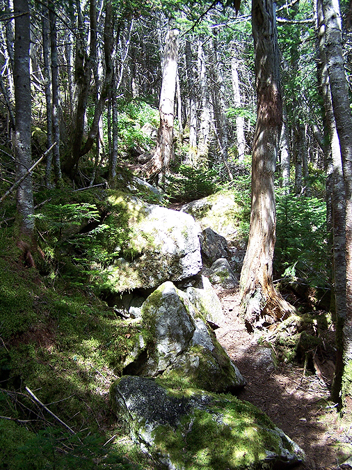 Hiking in the White Mountains Deep in the Pemigewasset Wilderness to