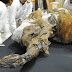 Cientistas chocam ao afirmar que irão ressuscitar mamute existinto há milhares de anos através da clonagem