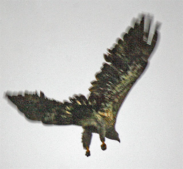 nature tales and camera trails: A two eagle sighting!