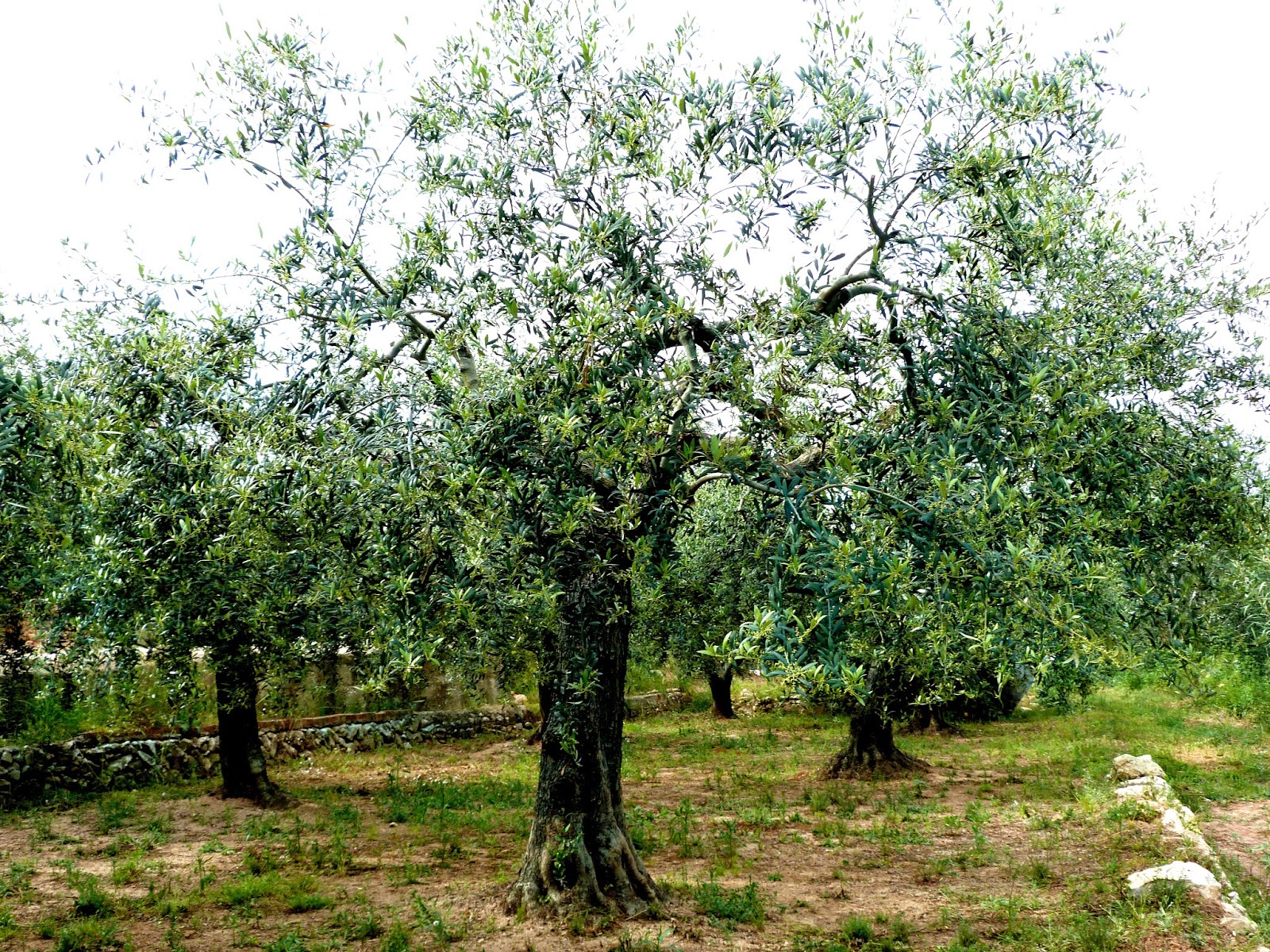 tarragonain-olivos