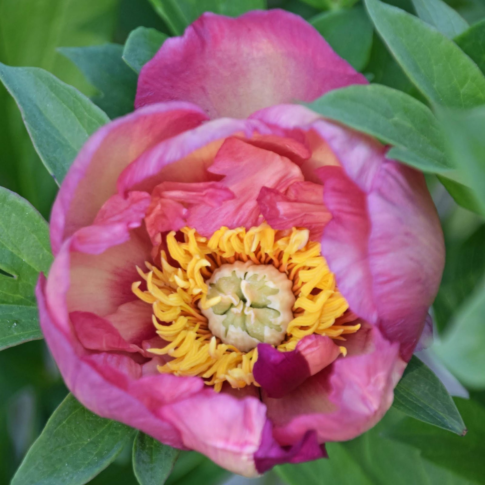 Southern Peony 2019 Intersectional Peonies with Color Block Petals