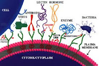 MOLECULAR RECOGNITION TEXTBOOK : AN INTEGRATED VIEW OF THE MOLECULAR RECOGNITION AND TOXINOLOGY - FROM ANALYTICAL PROCEDURES TO BIOMEDICAL APPLICATIONS