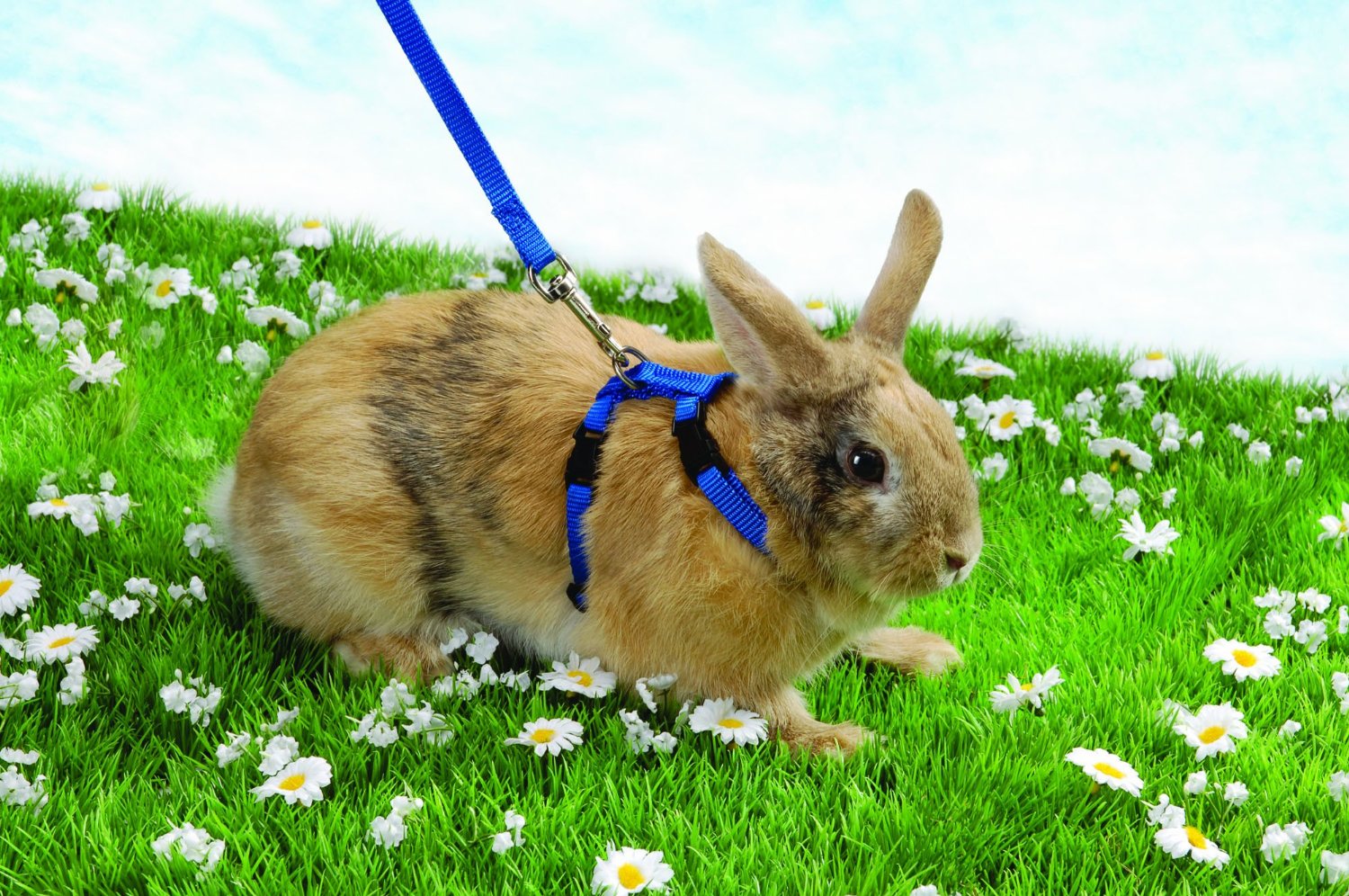 Rabbit Pet Lover Trixie Plain Rabbit Walking Harness & Lead Set Pet