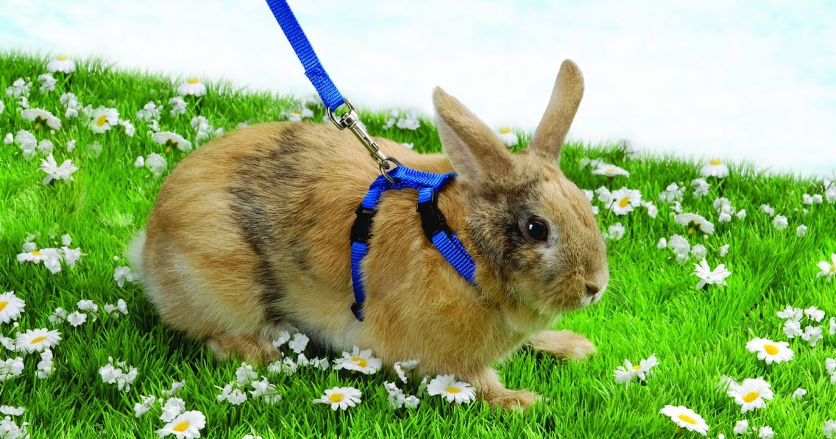 Rabbit Pet Lover Trixie Plain Rabbit Walking Harness & Lead Set Pet
