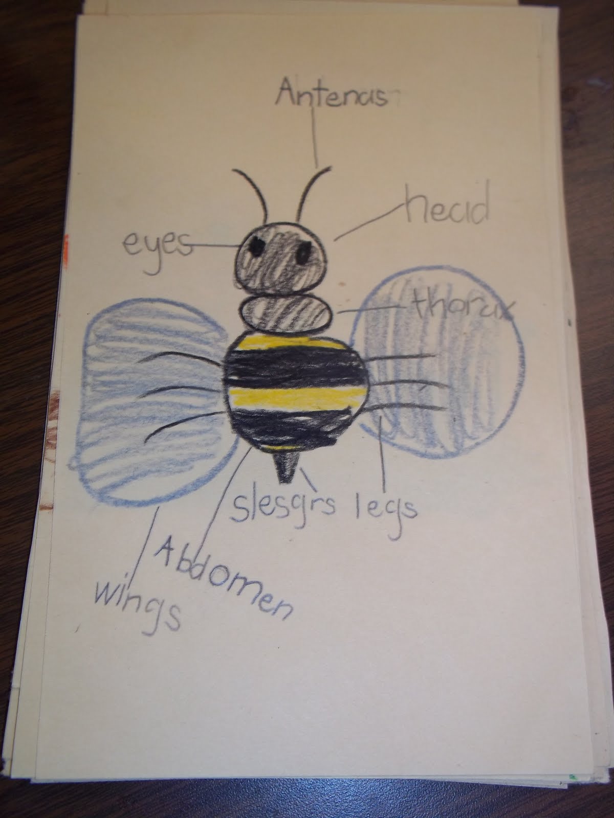 Mrs. Wood's Kindergarten Class: Insect Diagrams
