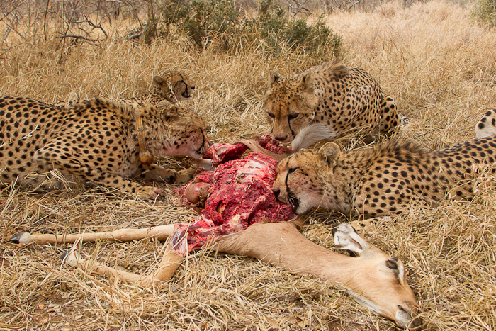 Cheetah with Impala kill - Big Cat Reserve