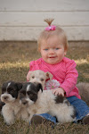 Click the PHOTO to See Our Puppies For Sale