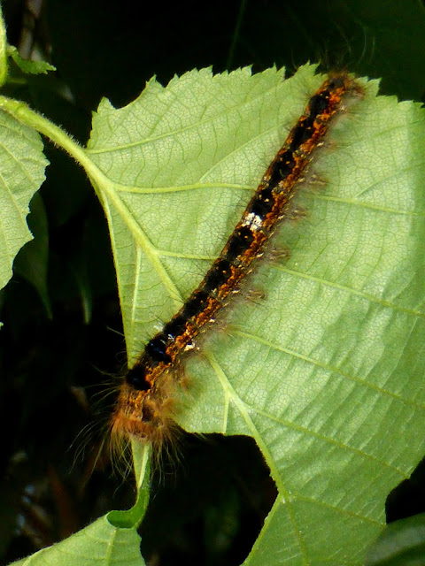 Kunugia undans caterpillar Kunugia undans caterpillar