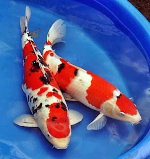 Gambar Ikan Koi | R-way Collection