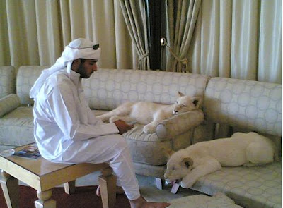 pets in dubai dubai-pets-as-home