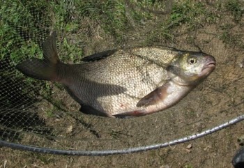 Лещ на кукурузу. Лещ на кукурузу фидер. Лещ на кукурузу фидер. Приманка на карпа летом. Джиг рыбалка.