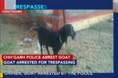 Cuma di India Lima Hewan Malang Ini di Penjara Layaknya Penjahat Cuma di India Lima Hewan Malang Ini di Penjara Layaknya Penjahat