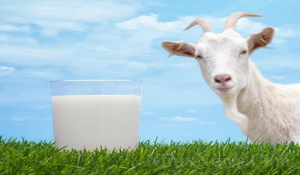 Manfaat susu kambing untuk kesehatan Manfaat susu kambing untuk kesehatan
