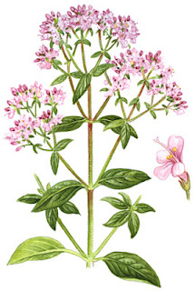 Medicinal Herb: Oregano. Primarily for -- antiseptic, stomach and respiratory ailments, anti-fungal, antibacterial, cancer. 31Daily.com