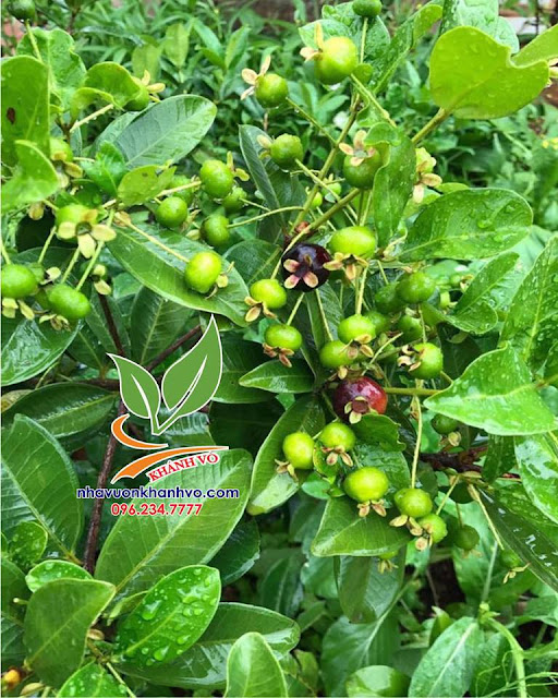 Cherry Brazil - Cây ăn trái nhiệt đới nhiều dinh dưỡng. 46695907_2198772120378448_9100340074435837952_n
