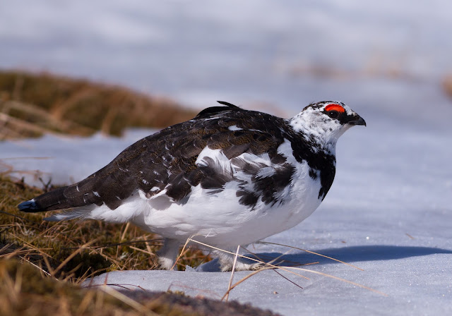 Ptarmigan, Cairngorms