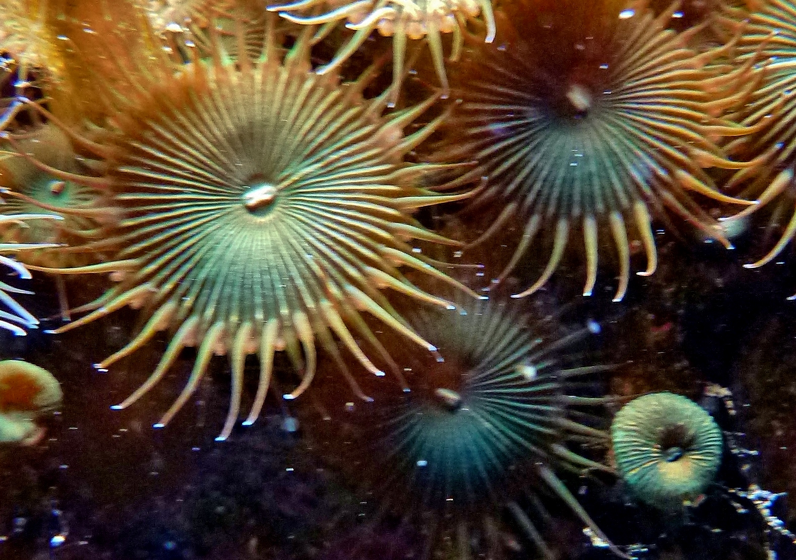 HIMB Community Education Program Zoanthids