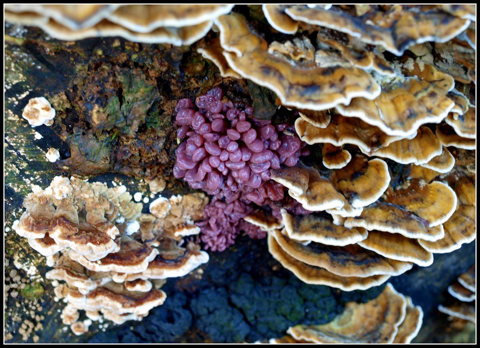Mark's Veg Plot Mosses, Lichens and Fungi