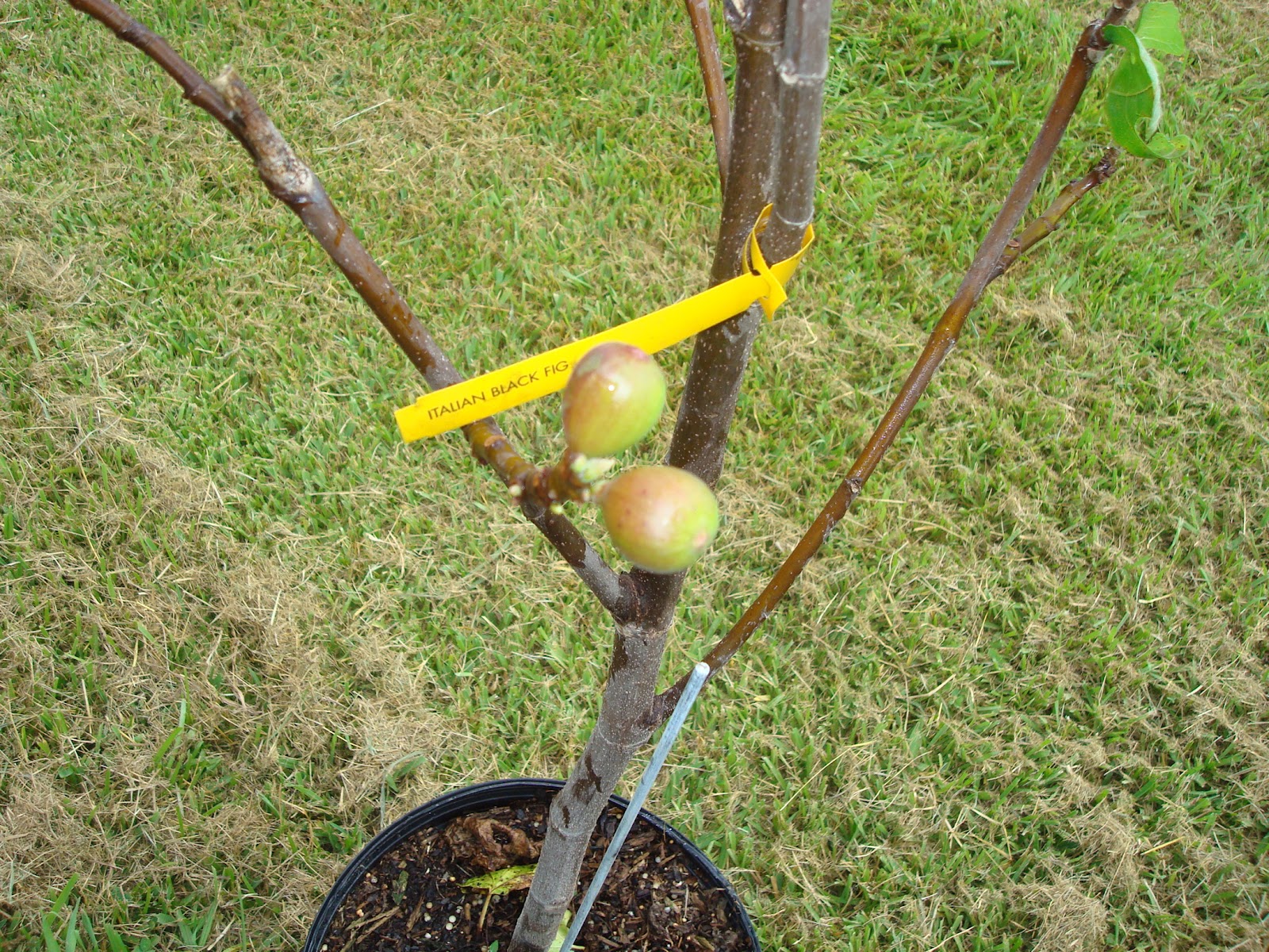 Dan's Cajun Figs The "Italian Black Fig".......another Louisiana