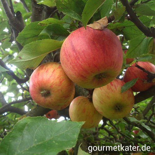 Äpfel
