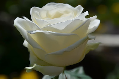 Rose, Roza, hoa hồng, Roses, faqekuq, ruže, バラ, Rose, Roza, hoa hồng, Roses, faqekuq, ruže, バラ, roser, roses, roosid, ruusut, Rožės, rōhi, рози, rozen, róże, rosas, Розы, Ro, Rosas, růže, Güller, троянди, rózsák, τριαντάφυλλα, Руже,