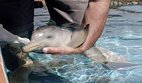 dolphin baby