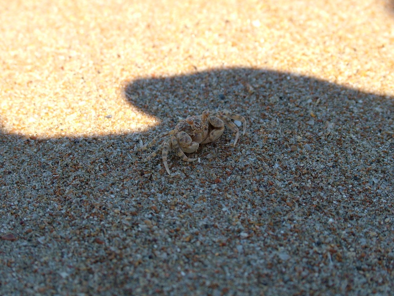 Stories from Shannonvale, aka the Moth man from Mossman Heres Waldo..