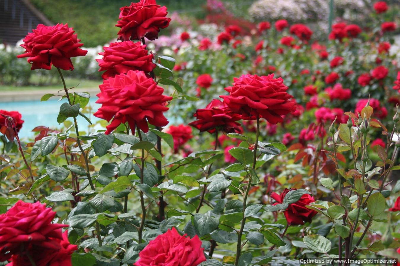 Rose Garden Wallpaper | Free Hd Wallpaper