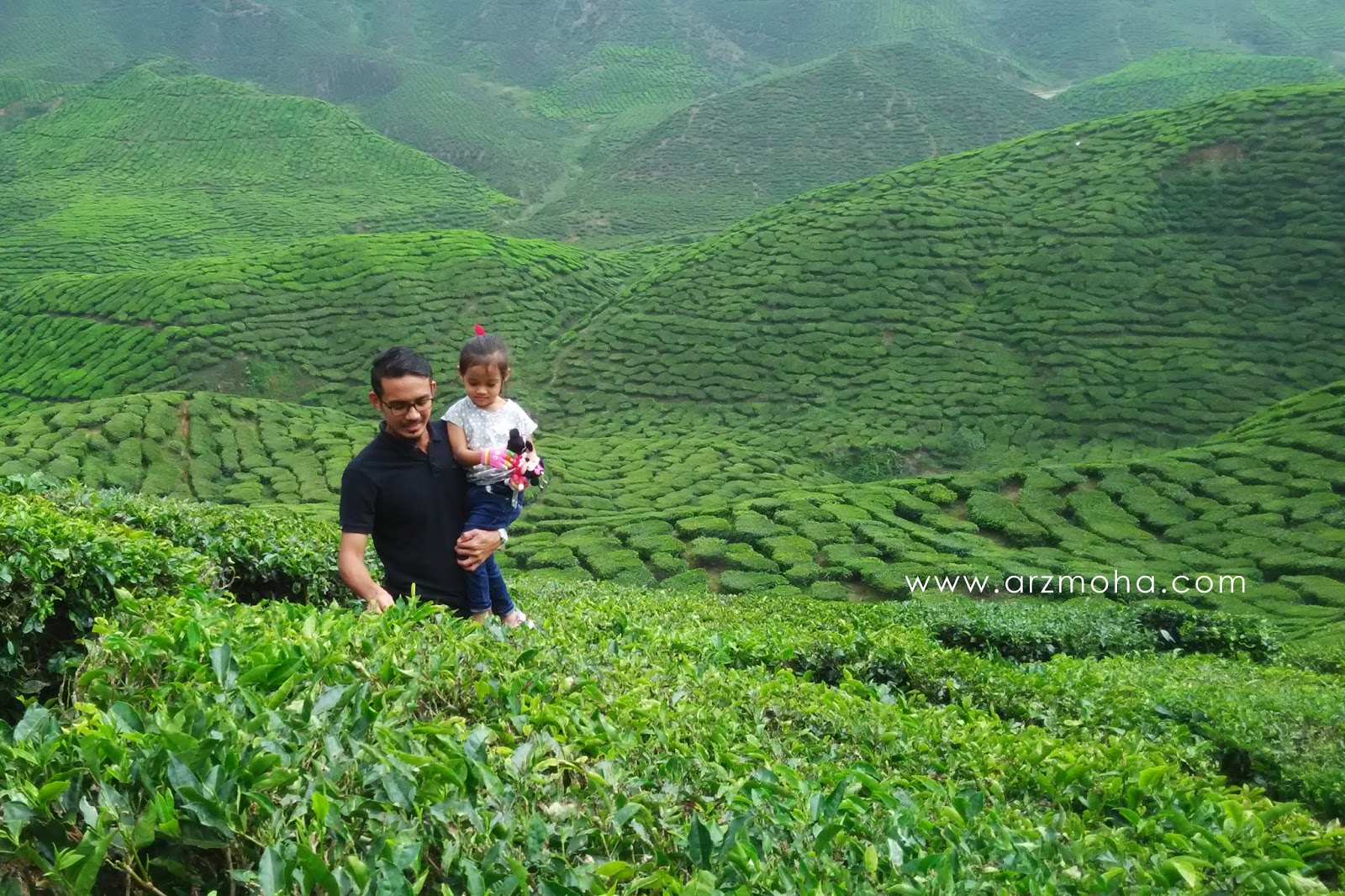 Ladang teh boh bukit cheeding