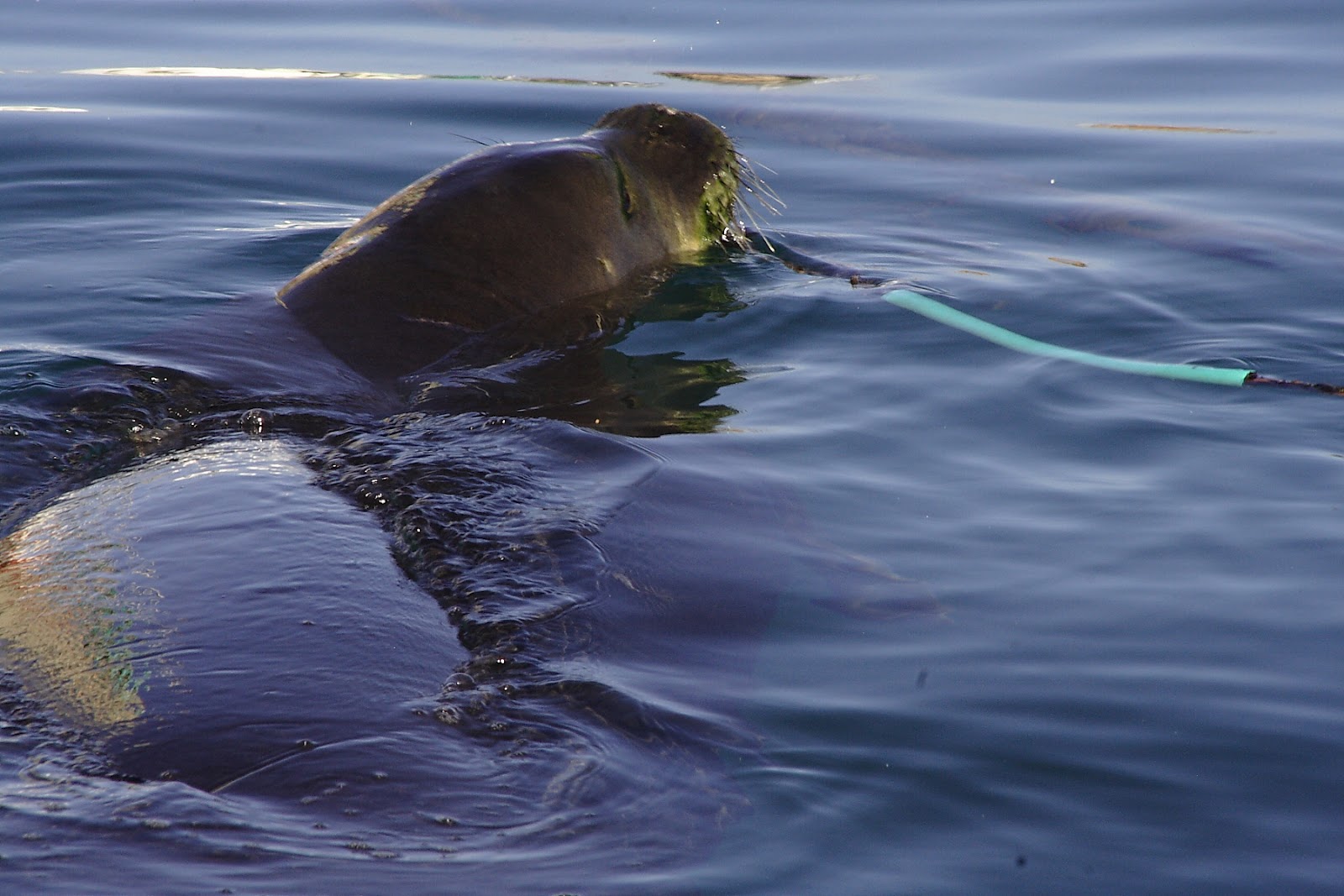 Hawaiian Monk Seal, Monachus schauinslandi