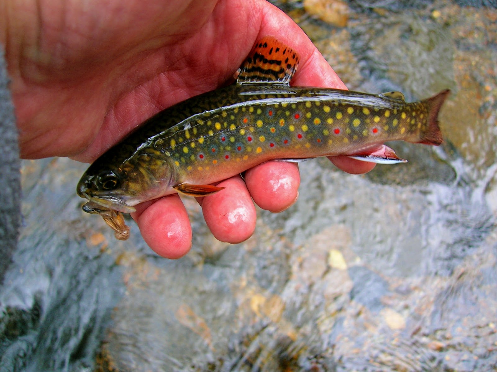 Small Stream Reflections Muddler Minnows and Brook Trout
