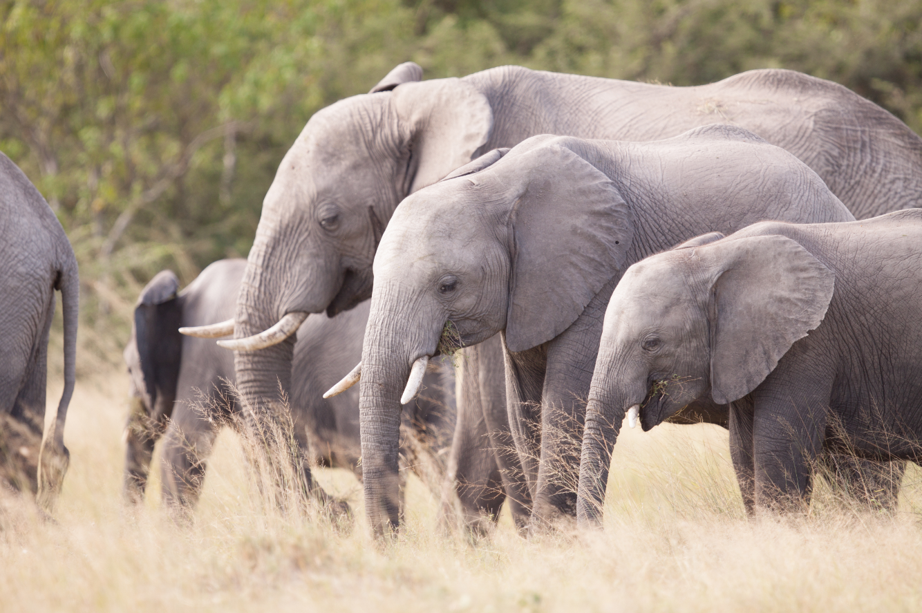 Susan's Disney Family Exciting Elephant shows coming soon from Nat Geo