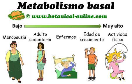 Tasa Metabólica Basal (TMB)
