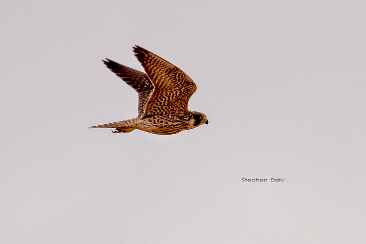 Barbary Falcon juvenile Fuert 2834