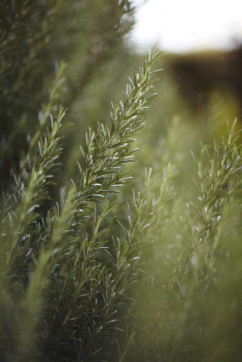 [Image: loai-hoa-may-man-cua-12-cung-hoang-dao-3.jpg]