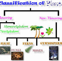 lesson plan of plants flowering non flowering plants effective
