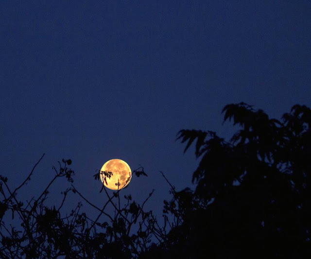 Mumbai Daily Super moon morn