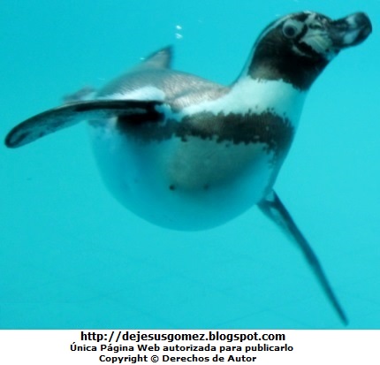 Pinguino Foto de un pingüino nadando dentro del agua en el Parque de las Leyendas por Jesus Gómez