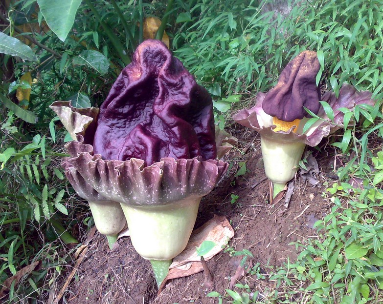 Indonesia Tourism Budidaya Suweg Sebagai Tanaman Hias