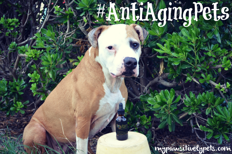 Revitamal #AntiAgingPets Supplement Review and Giveaway